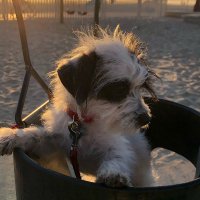S.R. Bevilacqua ๐บ๐ธ ๐บ๐ฆ (@s_r_bevilacqua) 's Twitter Profile