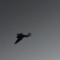 afterdarkmoth (@afterdarkmoth1) 's Twitter Profile