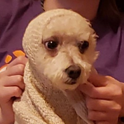 applegoya's profile picture. Rock professional