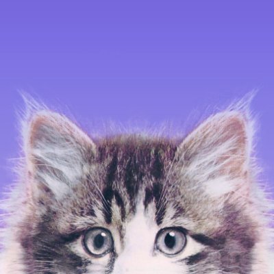 I’m an artist writing about astrology, the texture of time, and cats. Follow @gazafunds