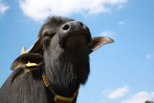 Waterbuffelhouderij in Denekamp waar ambachtelijke Buffelmozzarella en andere kazen van de buffel gemaakt worden.