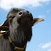 Buffalo Farm Twente (@buffelboerin) Twitter profile photo Buffalo Farm Twente (@buffelboerin) Twitter profile photo