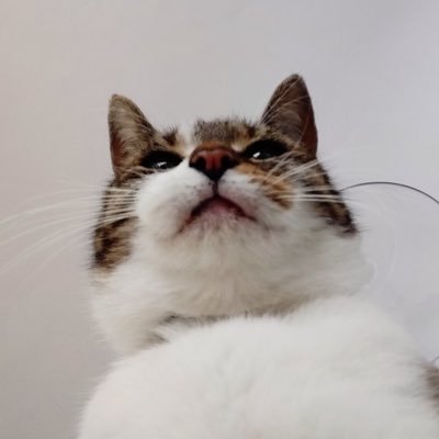 We update on Boots our streamer PETTHEBOOTS   
Whenever there is any Boots content, we will update you all on it, count on us.  
(dm if we miss something!)