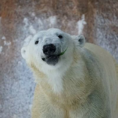 朝ドラ｢てっぱん」の出演者さんのを見たくて始めました。
Winnie The PoohのWinです。
洋楽が好きです。
アイコンは天王寺時代のイッちゃん🐻‍❄️