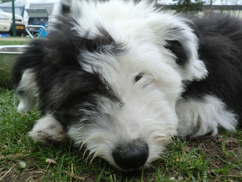 Bobtail_Bob's profile picture. Dit is de officiële twitter pagina van Bob.