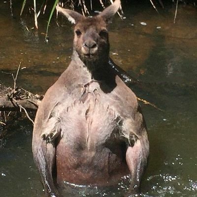 kangaroopouches Profile Picture