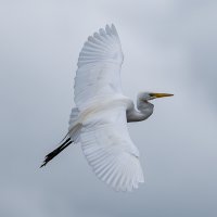 hub-bird(@hubbnyc) 's Twitter Profile Photo