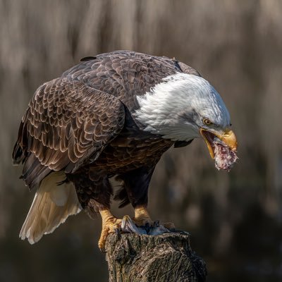 click on the link below to join my telegram group https://t.co/hJHPHHW4NM