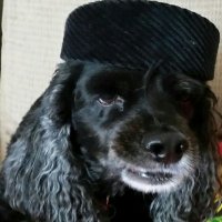 Dogsnuggler(@Dogsnuggler) 's Twitter Profile Photo