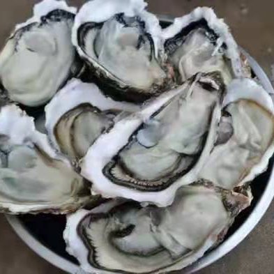 Oyster supply straight from our farm and processing center in Dalian.
Vape products are now available.