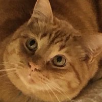 ゆっさみん (@yussamin) Twitter profile photo