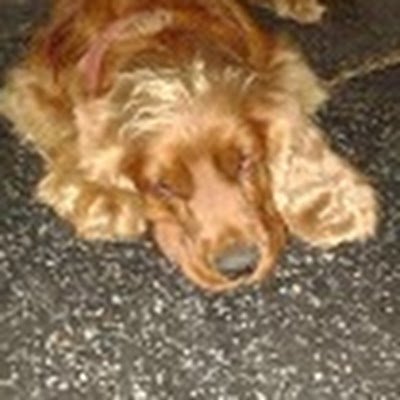 vvbosi's profile picture. 