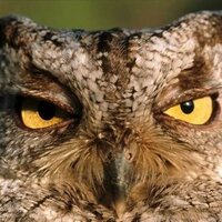 g (@georgedeath) 's Twitter Profile