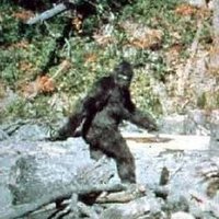 Timber-Hunter (@0x_contractor) 's Twitter Profile Photo Timber-Hunter (@0x_contractor) 's Twitter Profile Photo