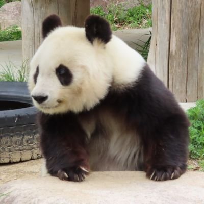 動物が大好き🦁🐻🦉🩵釧路のココアちゃん🐯でzooに目覚め、王子のタンタンさん🐼で覚醒。現在猫3匹と暮らす🐱🐱🐱