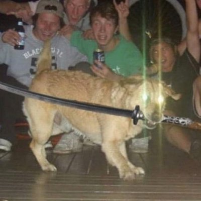 Happydoggo20's profile picture. Just a happy doggo