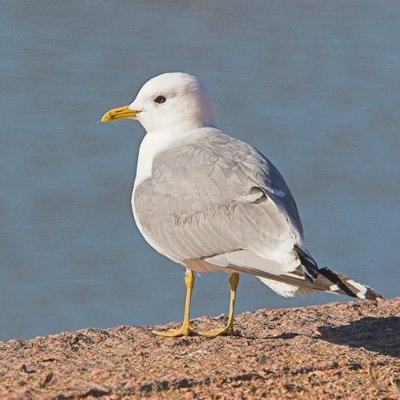 IjZb2's profile picture. 令和6年12月1日開業社会保険労務士となりました🌸小学生中学生2人の母です。