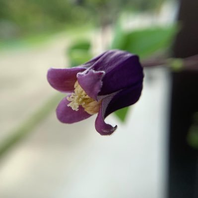 tomokomomoko11's profile picture. のんびり　ガーデニングの日々です