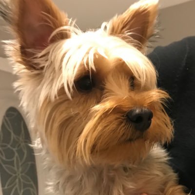 herdierdubs's profile picture. 