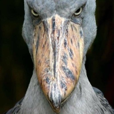 ItsBarneyYeah's profile picture. Older than average