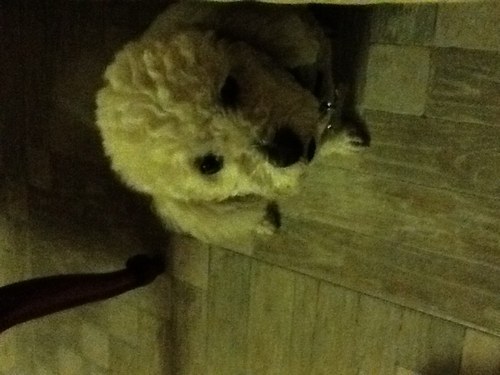 Coquitocelex's profile picture. 