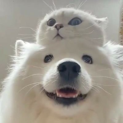 AnoniempjeXxl's profile picture. 