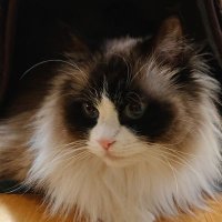 猫まみれ🐾🐾🐾✨【音海はるさんに会えた🥰】(@5cats_neko) 's Twitter Profile Photo
