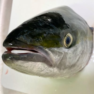 釣り🎣 サッカー⚽️無言フォロー失礼します。