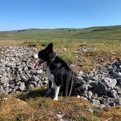 Dad - one who is heavenly | Husband | Border Collie Owner | All My Own Thoughts |