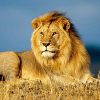 🦁❤️(@sher__DiL) 's Twitter Profile Photo