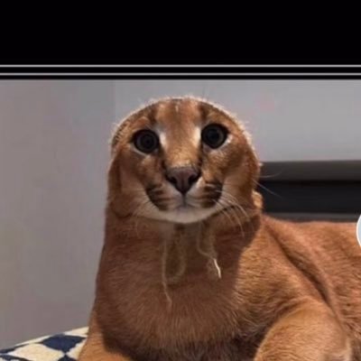 skrrtswerve's profile picture. Refrain