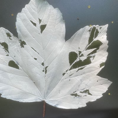monte_mountain's profile picture. 