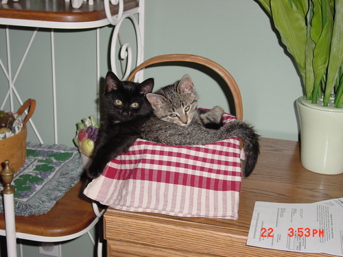 PrincessBetsie's profile picture. 