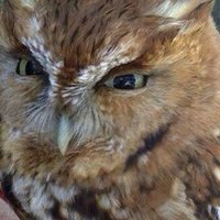 Owl (@datone_angryowl) 's Twitter Profile