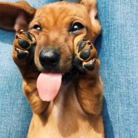 Dachshund Lover (@dachshundlove17) 's Twitter Profile Photo Dachshund Lover (@dachshundlove17) 's Twitter Profile Photo