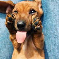 Dachshund Lover(@DachshundLove17) 's Twitter Profile Photo