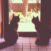 *maki* (@makilovesnowcat) 's Twitter Profile