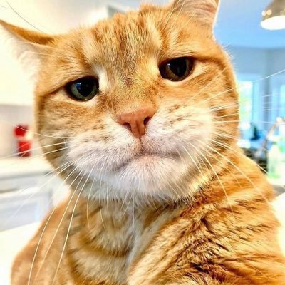 LDAV51403493's profile picture. SOCIALIZING 👋