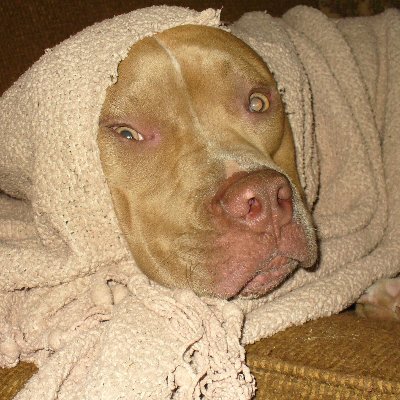 HarryHaredawg's profile picture. I know noble accents   
And lucid, inescapable rhythms;   
But I know, too,   
That the blackbird is involved   
In what I know.   ---Wallace Stevens