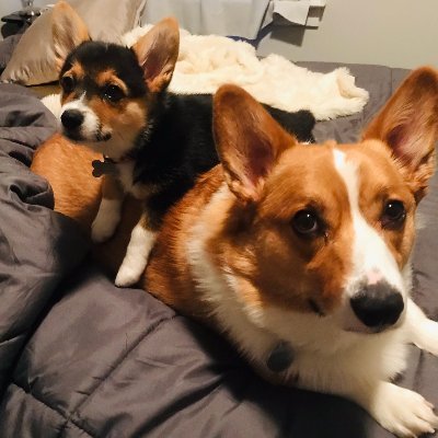 HEAR US BARK. We may be small but we carry big chew sticks. #PupsFoo #PupsWithAChainsaw Our mom is smarter than you. #WoofClub #CorgiPower #FrickAndFrack