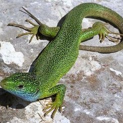 @Wallygator_63