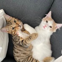 猫大学 (@pari2mofu2) 's Twitter Profile Photo 猫大学 (@pari2mofu2) 's Twitter Profile Photo