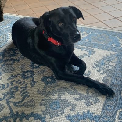 Father of sons. Corporate/commercial attorney. State Guardsman. #2A #BlackLabsMatter All views mine or my evil drunken twin’s, hereby disclaimed.