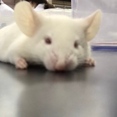 ?ごちょ?のプロフィール写真