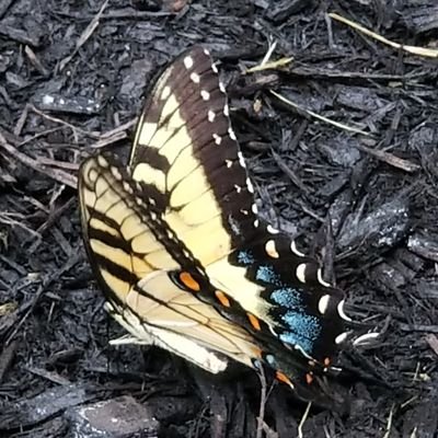 Ofnouraplanting's profile picture. Nora, Gardener, USA 🍄🍯🌺🍁
Northern Kentucky, Cincinnati, OH #SavetheBees #Pollinators #NativePlants #Gardens   🐸🦋🐛🌻🐝🍯