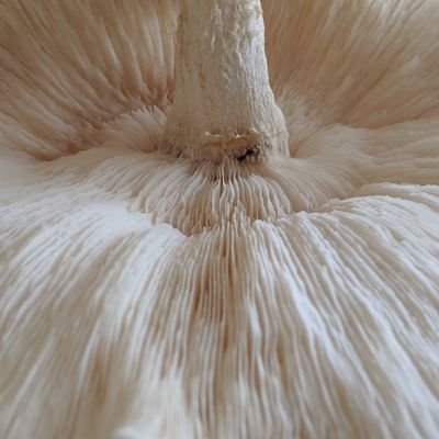 Cultivating Wellness with Nature's Gems at https://t.co/nYmgHcuKIy | Pioneers in Mushroom Supplements | Join us on a journey to explore the healthful secrets of fungi