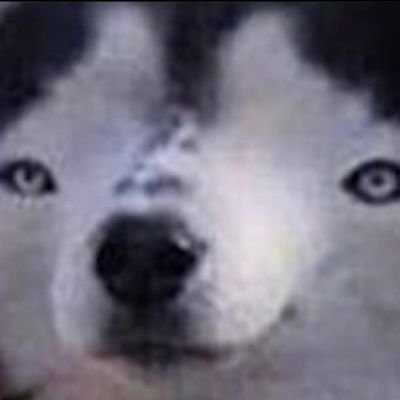 KinNguy30173517's profile picture. Erm....normal human being with common sense