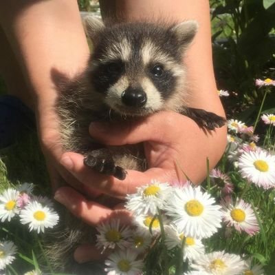 라쿤이 많이 사랑받았으면 좋겠어요🦝