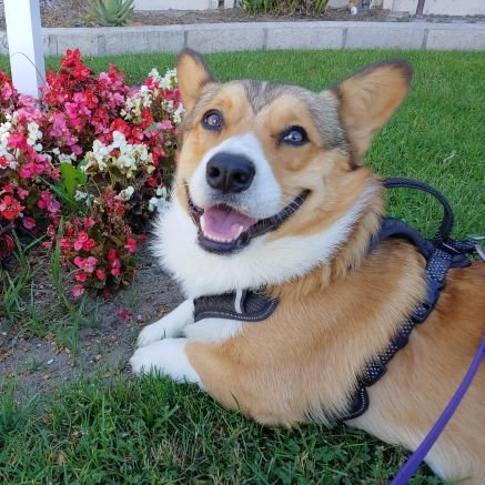 Little corg in a big, big world.
Pawrents: @bkfreckles @venomvick