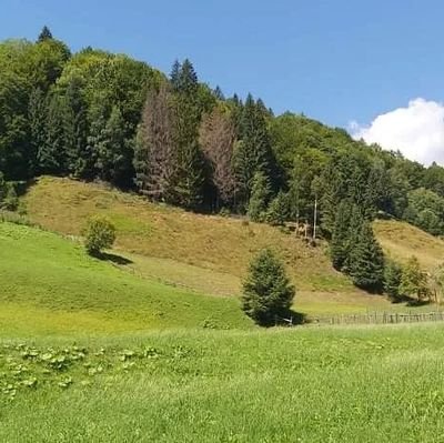 whatthefork5's profile picture. 